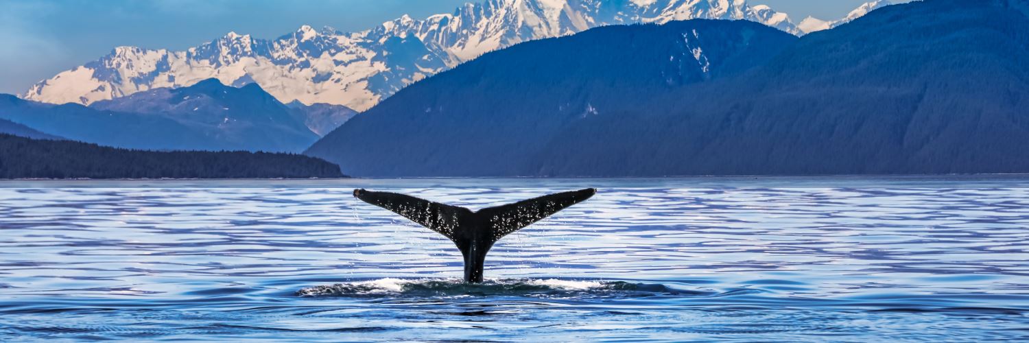 Flights to Juneau with American Airlines